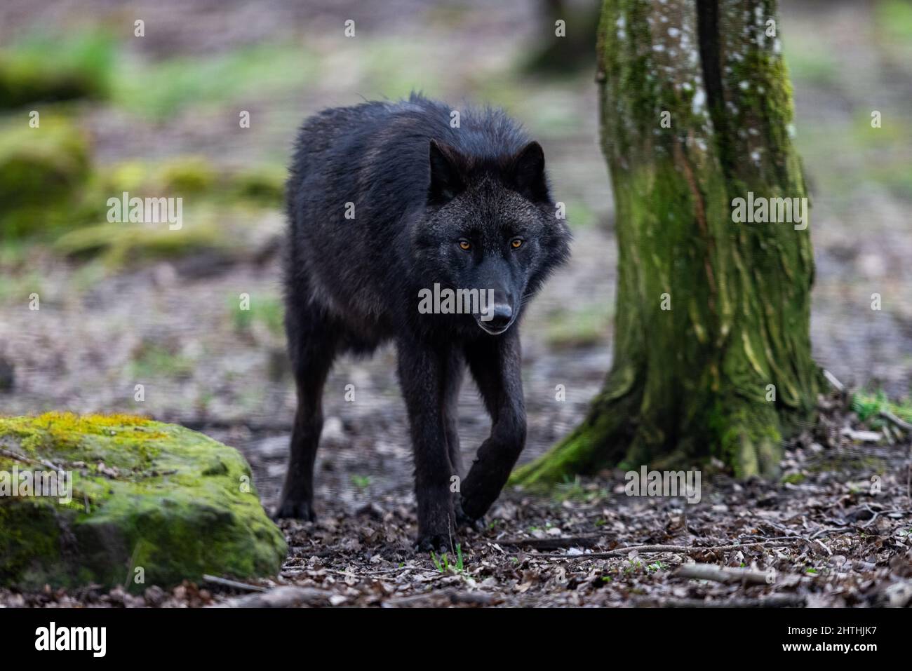 Black wolf walking in the forest Stock Photo Alamy