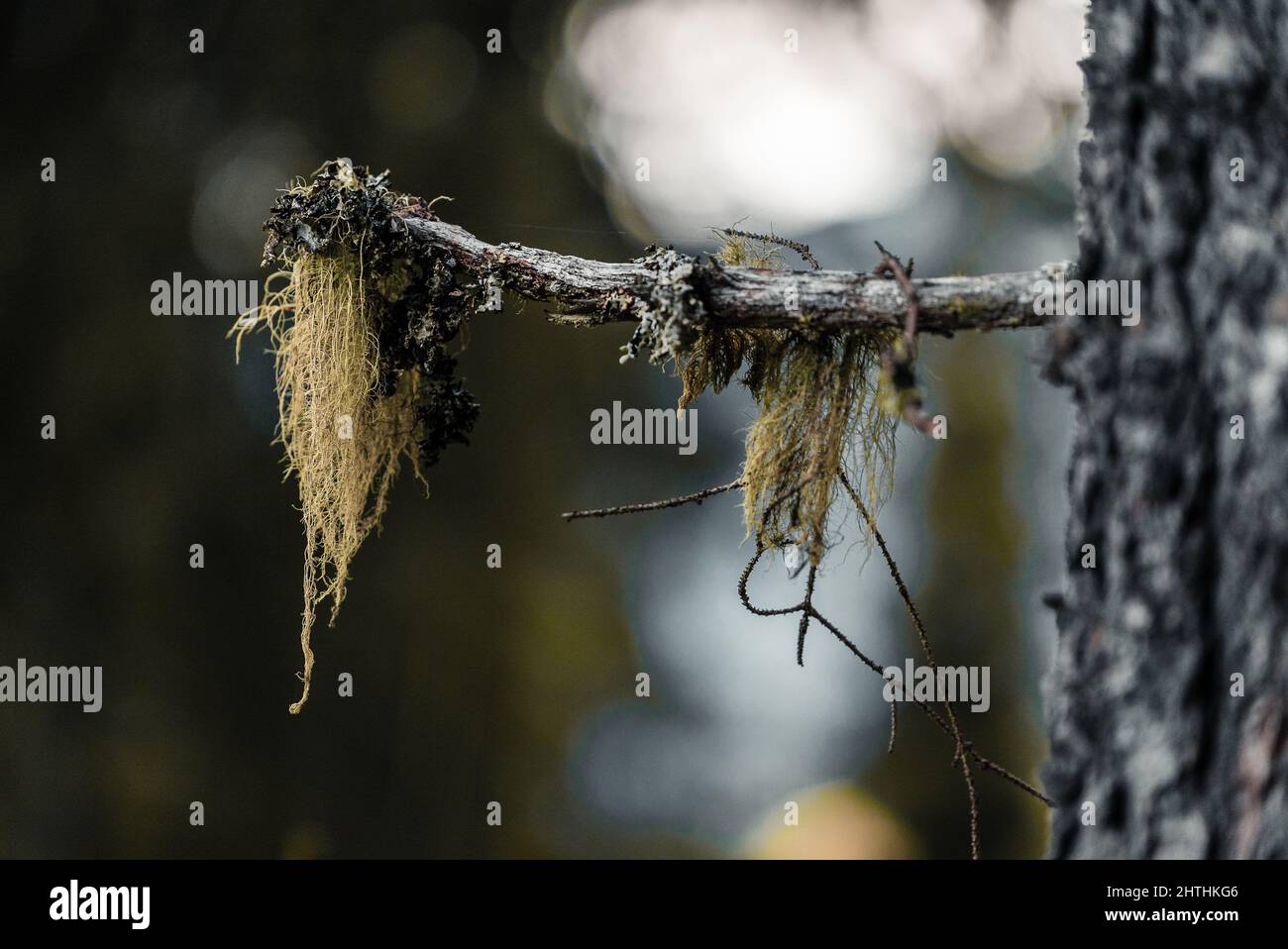 Close-up shot of a twig overgrown with beard lichens Stock Photo