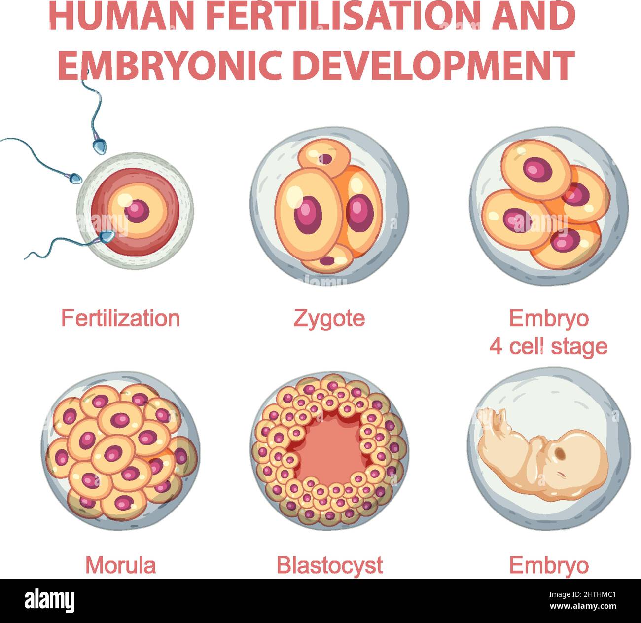 Human fertilisation and embryonic development in human infographic ...