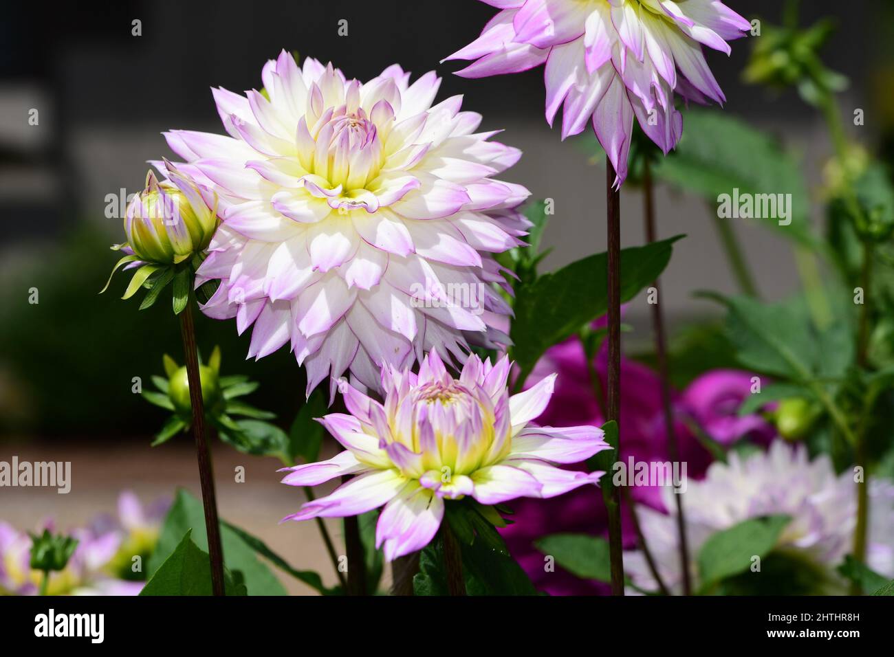 Selective focus shot of 'crazy love' dahlia flowers in the garden Stock Photo