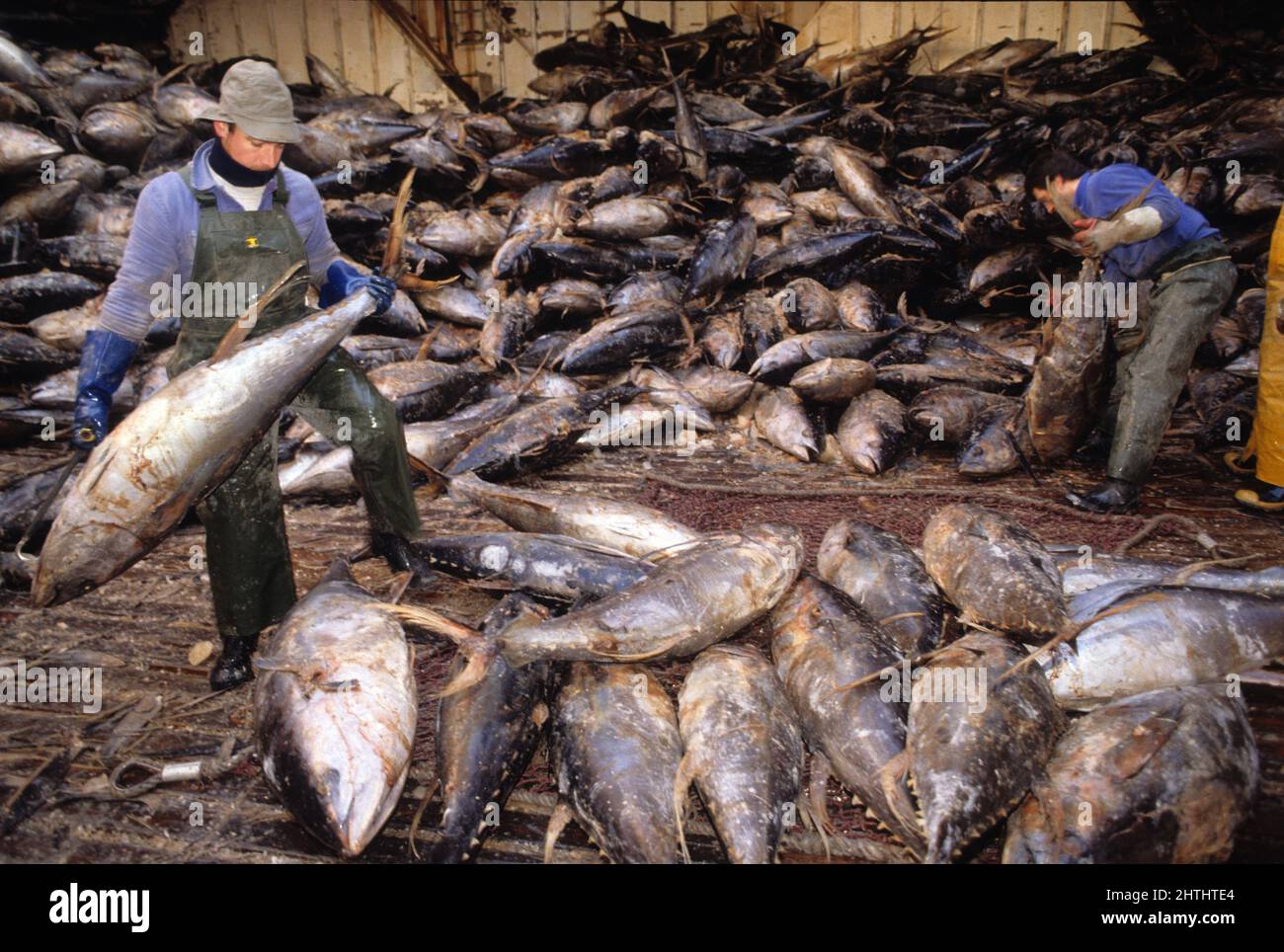 tuna fishing boat atlantic ocean frozen fish Stock Photo Alamy