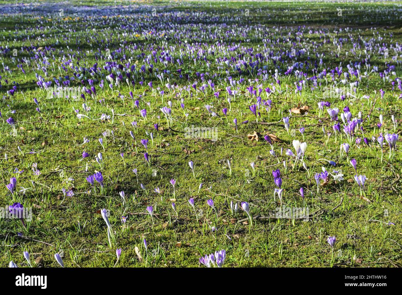 spring meadow full of blooming crocuses, seasonal nature background, copy space, selected focus narrow depth of field Stock Photo