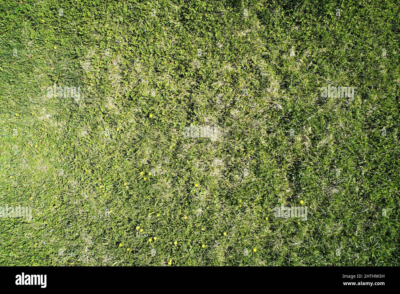Texture of green grass lawn with yellow flower above top view on sunny day Stock Photo