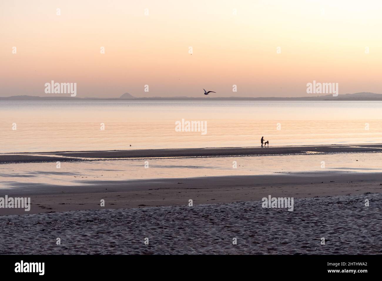 Edinburgh, Scotland, UK, 1st March 2022. UK Weather: Edinburgh wakes up to a sunny morning. A person walking a dog along the beach in Portobello. Credit: Lorenzo Dalberto/Alamy Live News Stock Photo