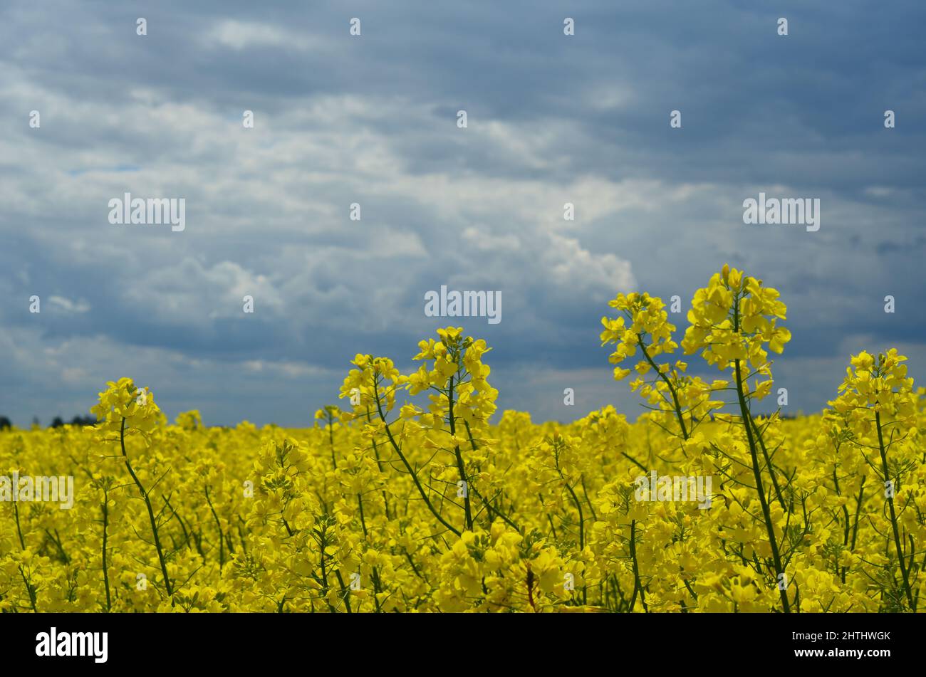 Canola field before a summer storm Stock Photo