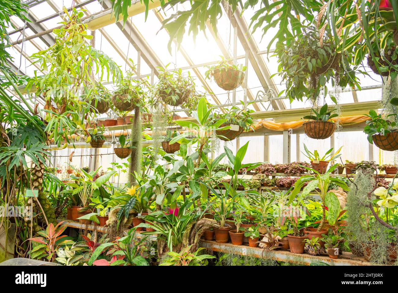 Tropical greenhouse with various types of plants Stock Photo