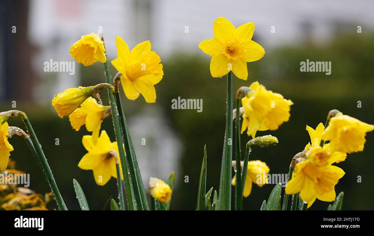 Daffodils in the rain - a Royalty Free Stock Photo from Photocase