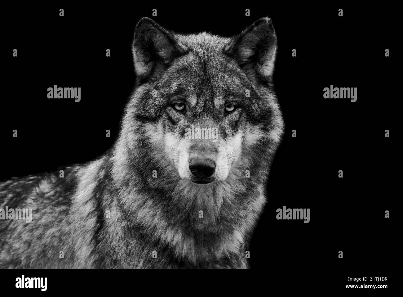Portrait of a grey wolf with a black background Stock Photo - Alamy