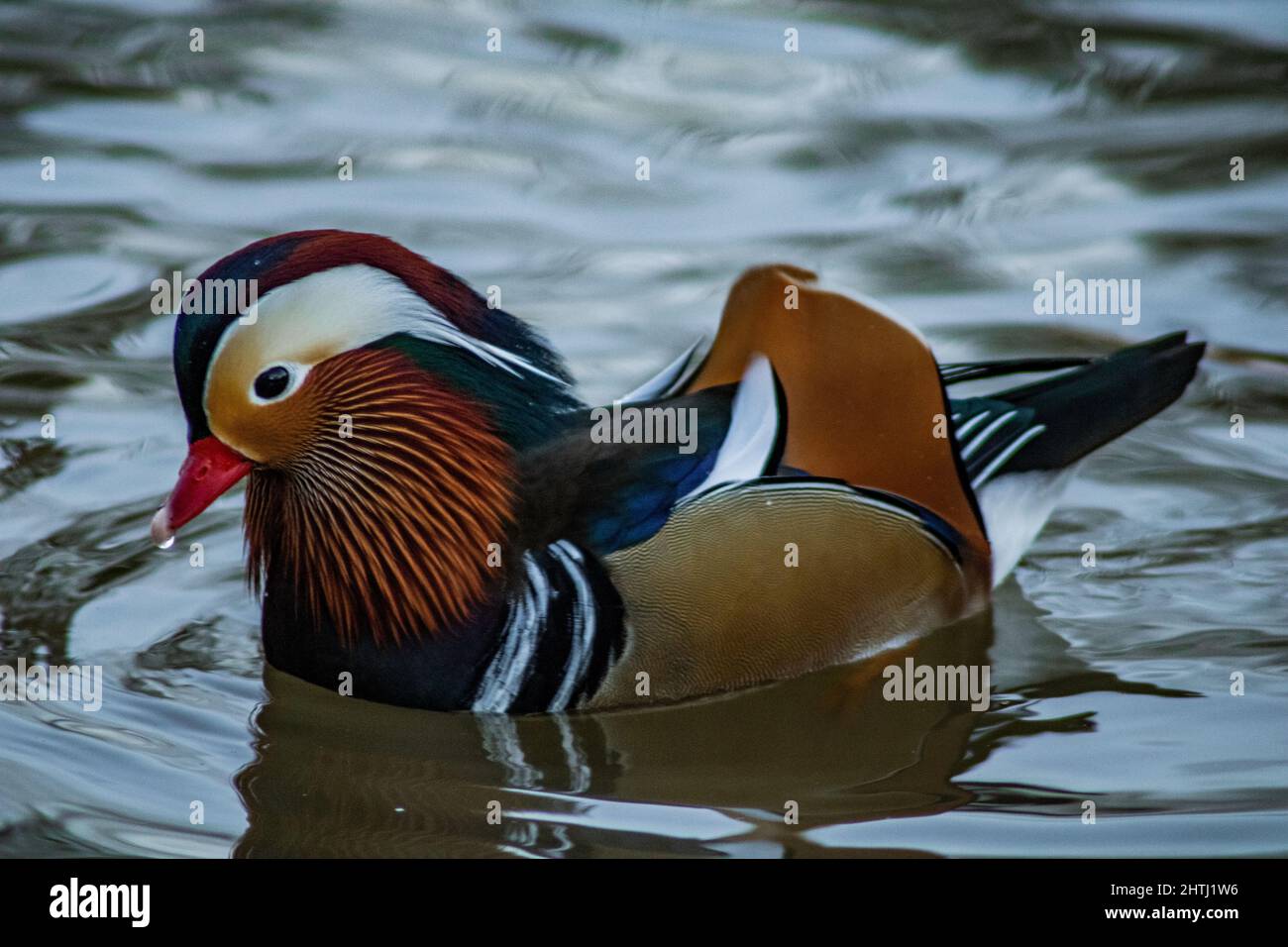 Closeup of the male mandarin duck swimming in the water. Aix ...