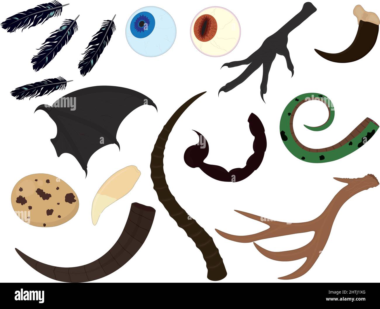 Alchemy witchcraft animal ingredients collection vector illustration Stock Vector