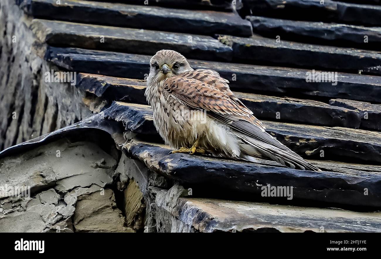 A Common Kestrel pearching on an old stone roof. Stock Photo