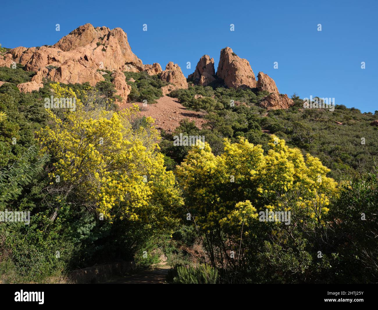 Mimosa in full bloom at the foot of red volcanic pinnacles. Saint-Raphaël, Var, Provence-Alpes-Côte d'Azur, France. Stock Photo