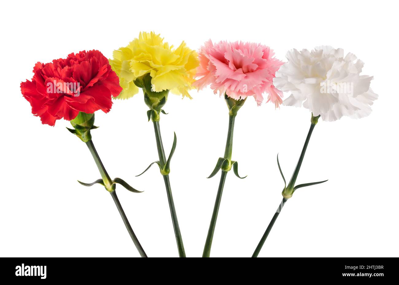 Carnations flowers set  isolated on white background Stock Photo