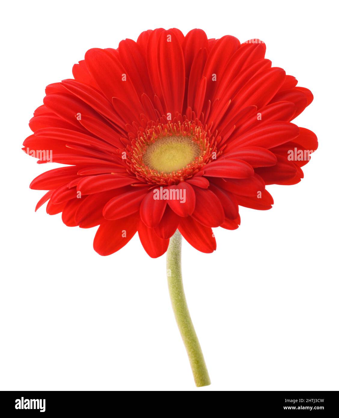 Red Gerbera flower  isolated on white background Stock Photo