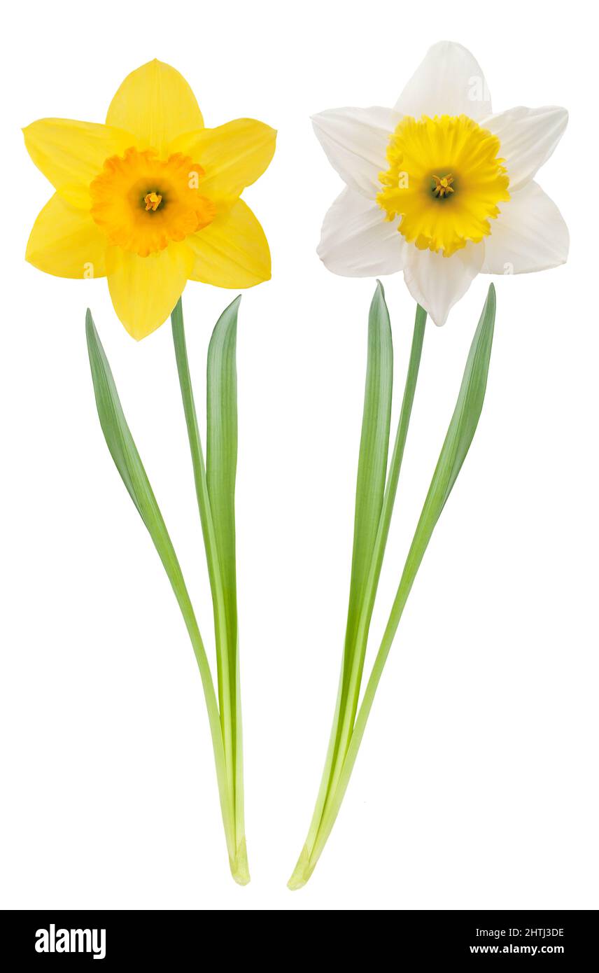 Yellow and white Daffodils flowers isolated on white background Stock Photo