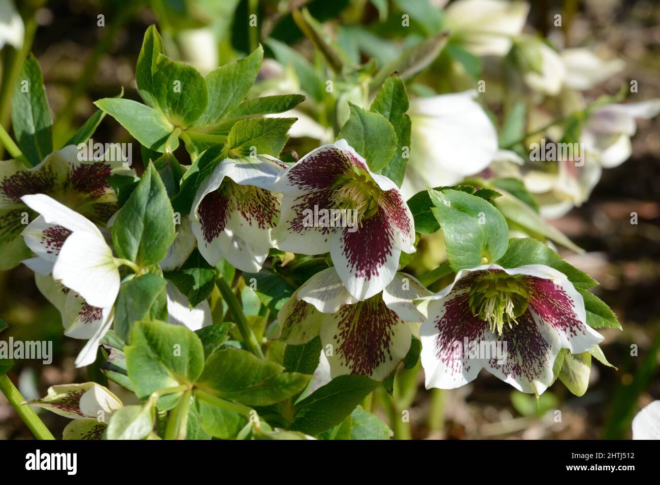 Helleborus x hybridus White Lady Spotted Christmas rose flowers cup shaped white flowers with red spots and yellow stamens Stock Photo