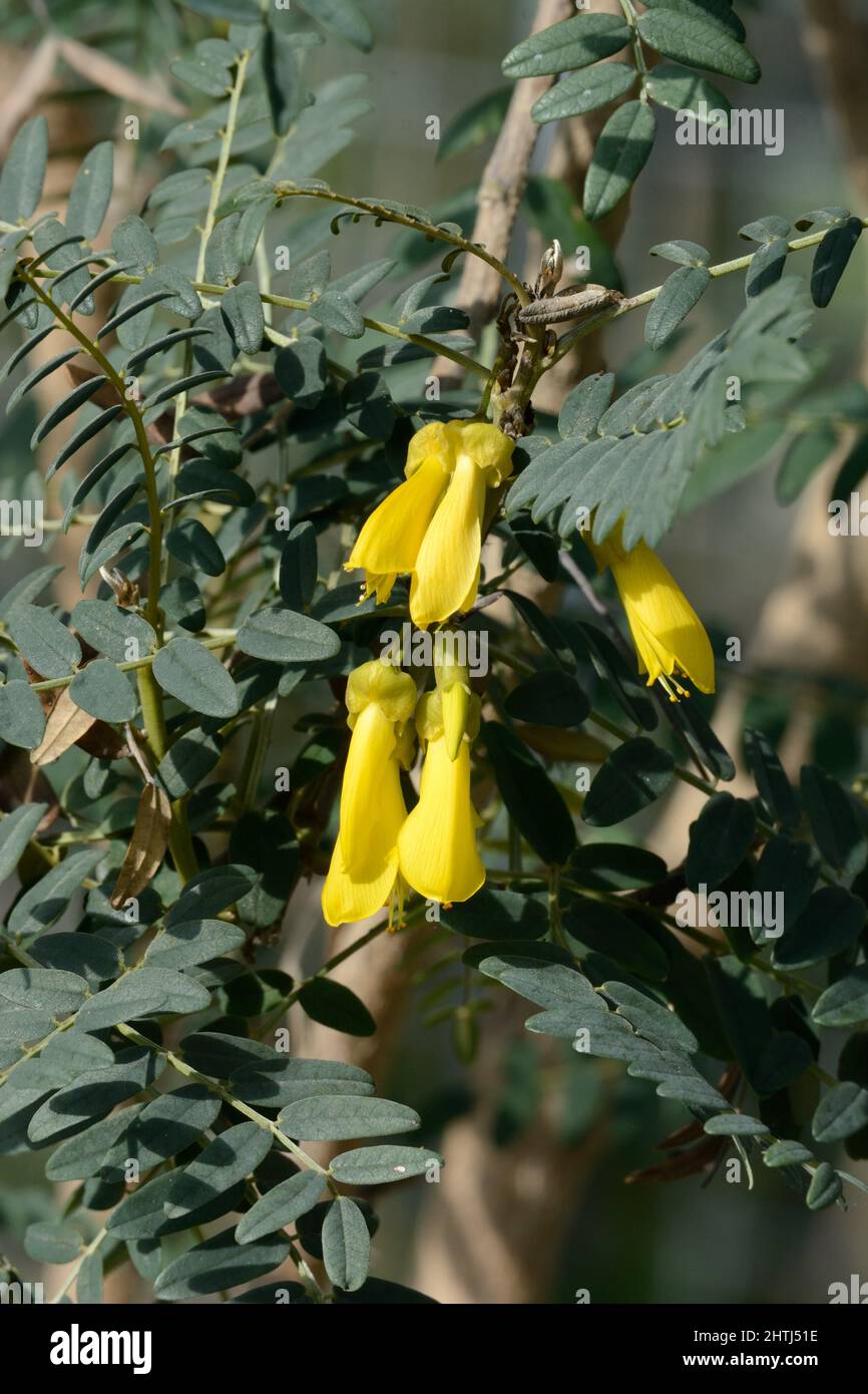 Yellow flowers of Sophora macrocarpa evergreen tree or small shrub Stock Photo