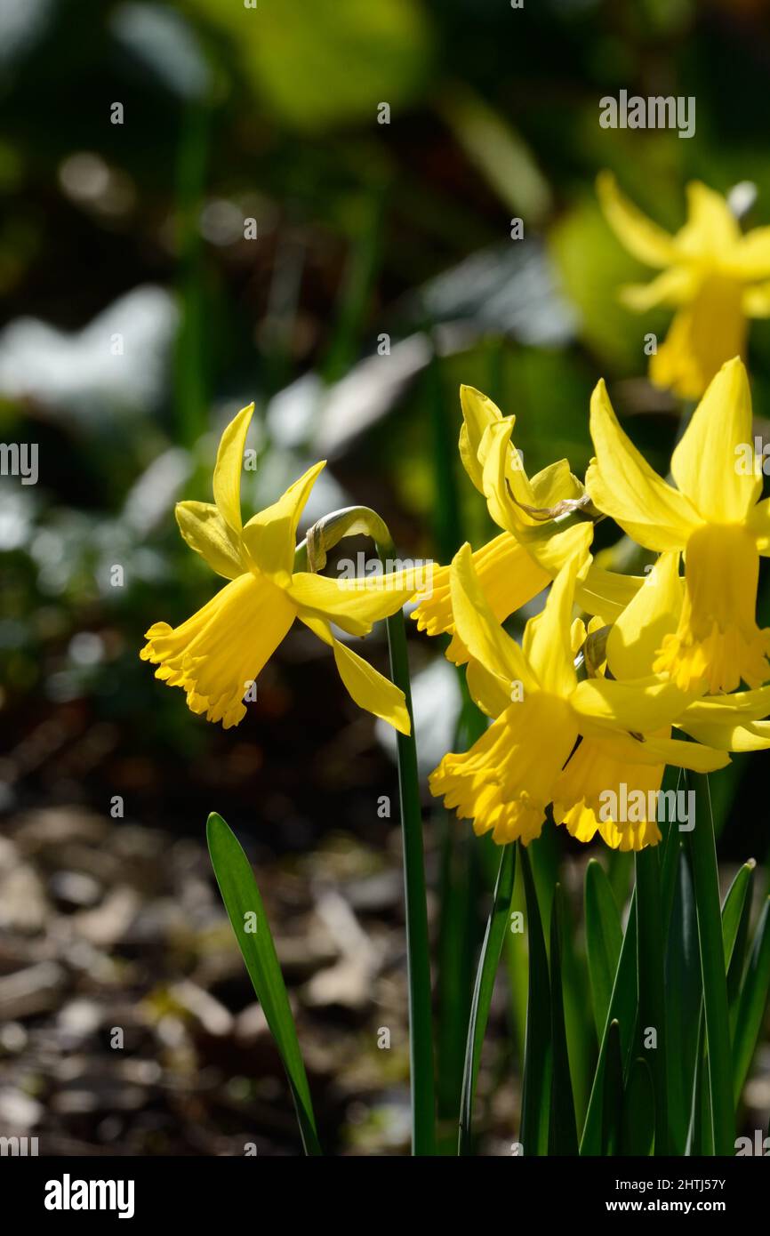 Narcissus February Gold early flowering daffodil  flowers classic dwarf daffodil flower Stock Photo