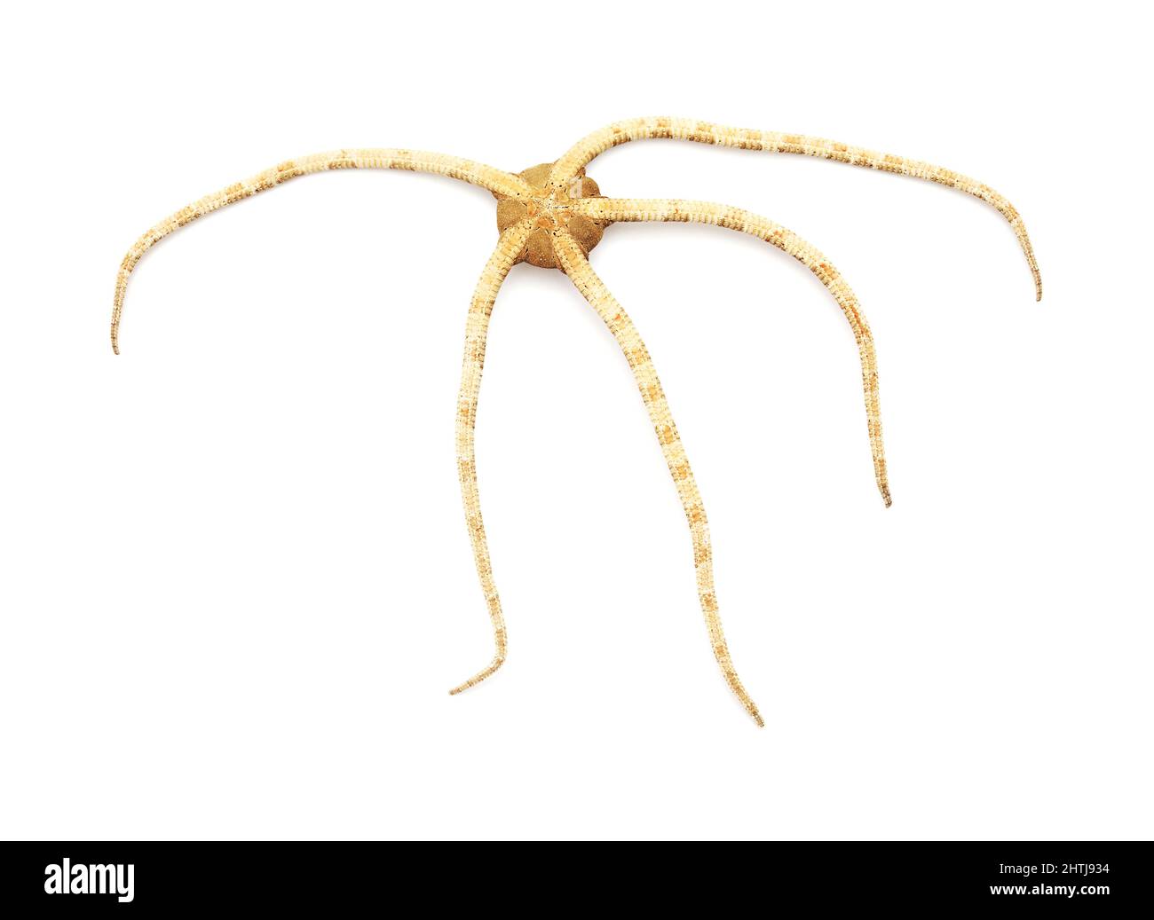 Fauna of Atlantic ocean around Gran Canaria - Ophioderma longicaudum brittle star isolated on white background Stock Photo