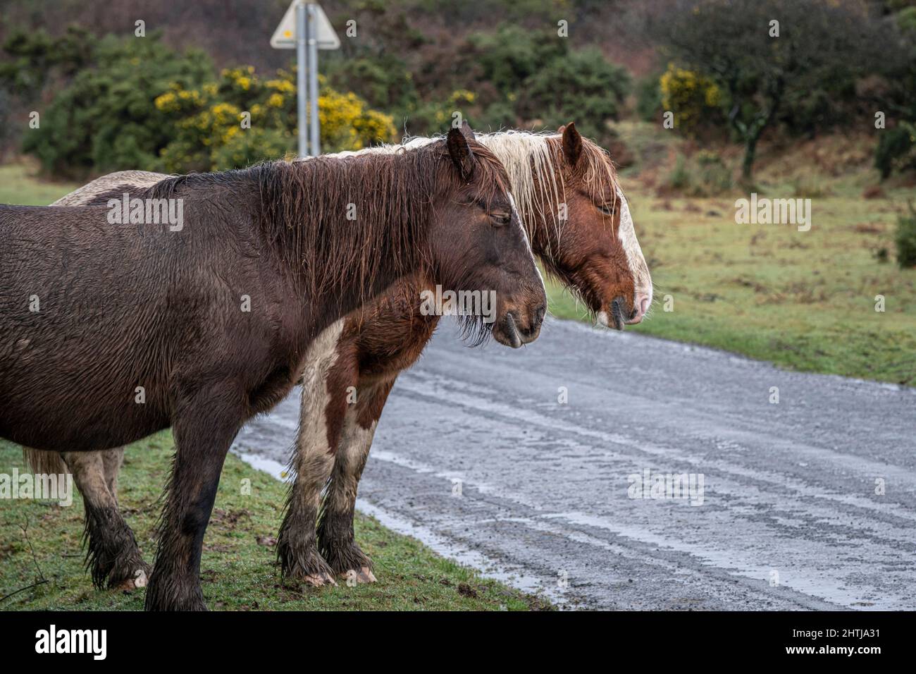 Bodmin Ponies grazing on the side of a road in miserable misty weather on the wild Goonzion Downs on Bodmin Moor in Cornwall. Stock Photo