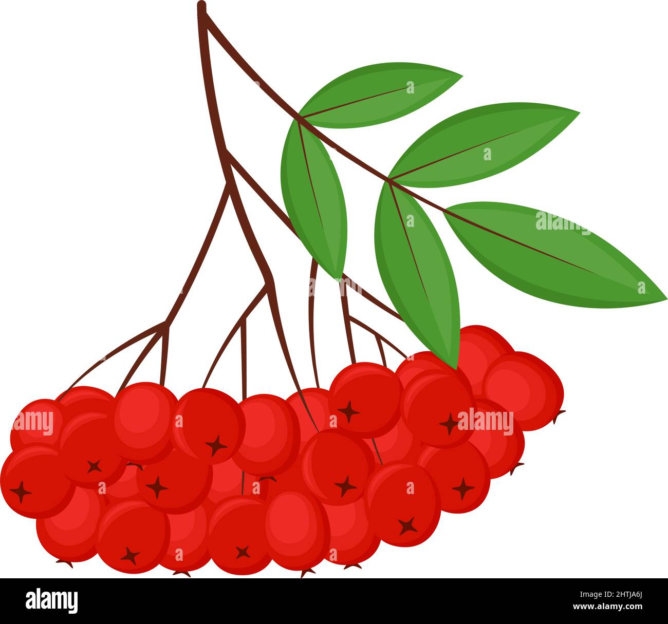 Rowan branch with green leaves and red berries, vector illustration Stock Vector