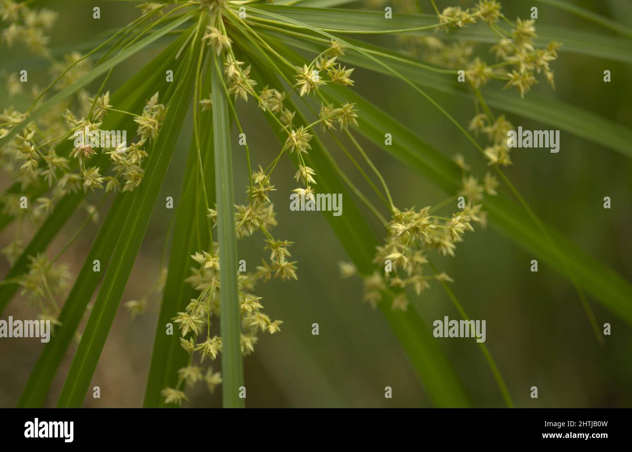 Backdrop of slender green stems hi-res stock photography and images - Alamy