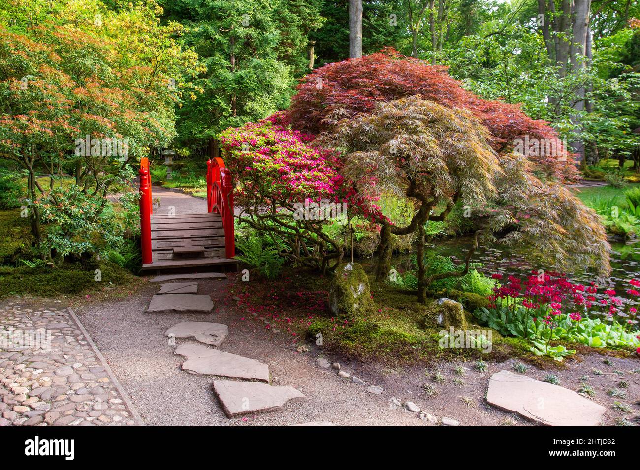 Amazing view with redleaf Japanese maple and red  decorative japanese bridge in japanese garden in the Hague. In primroses in the lower right corner a Stock Photo