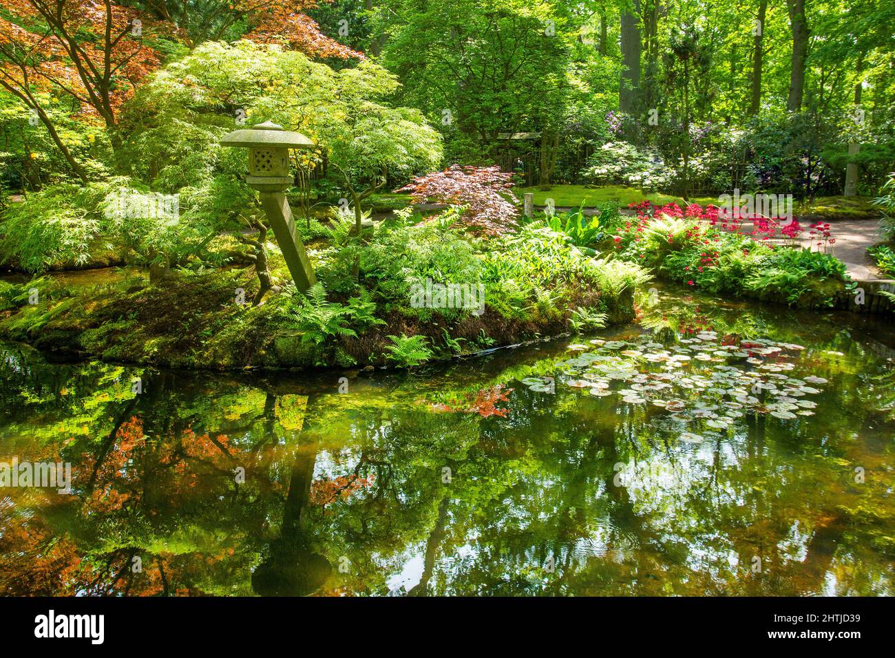 Idyllic green view with stone lantern and meandering pond in japanese garden in the Hague: redleaf palmate acer and primroses and reflections in water Stock Photo