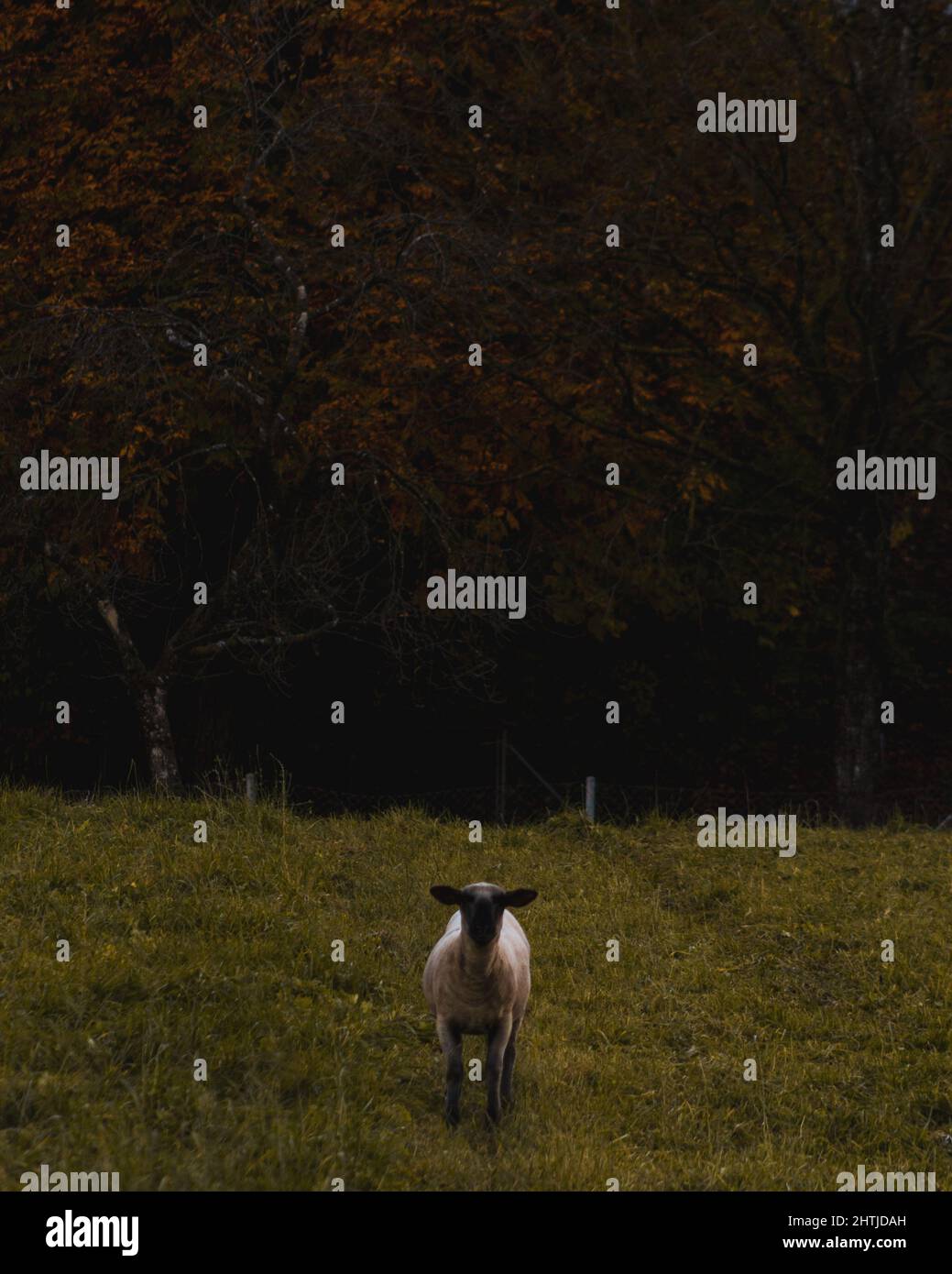 Vertical shot of a sheep in the field Stock Photo - Alamy
