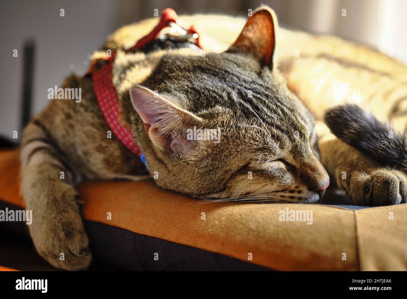 Ginger tabby cat wearing harness is sleeping in sun Stock Photo Alamy