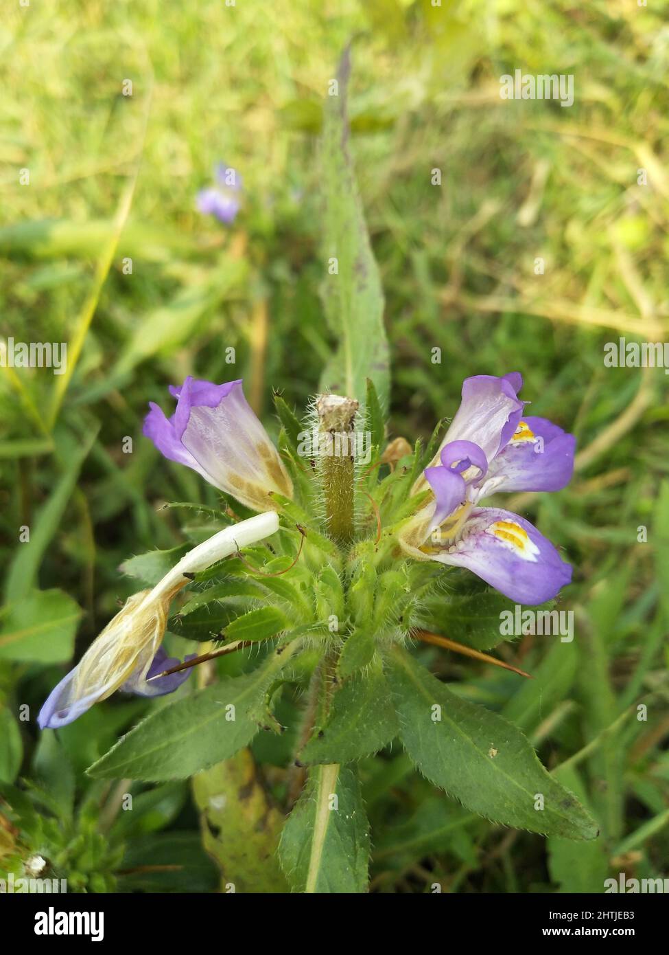 Hygrophila auriculata is a herbaceous, medicinal plant in the acanthus family Stock Photo