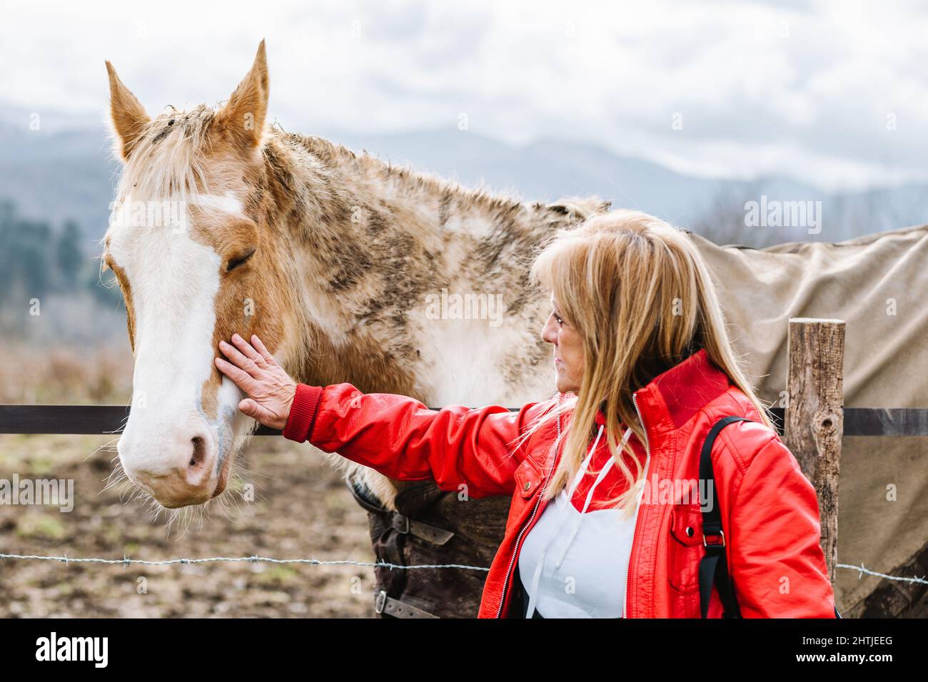 Gentle female caressing horse in paddock in summer day in countryside Stock Photo