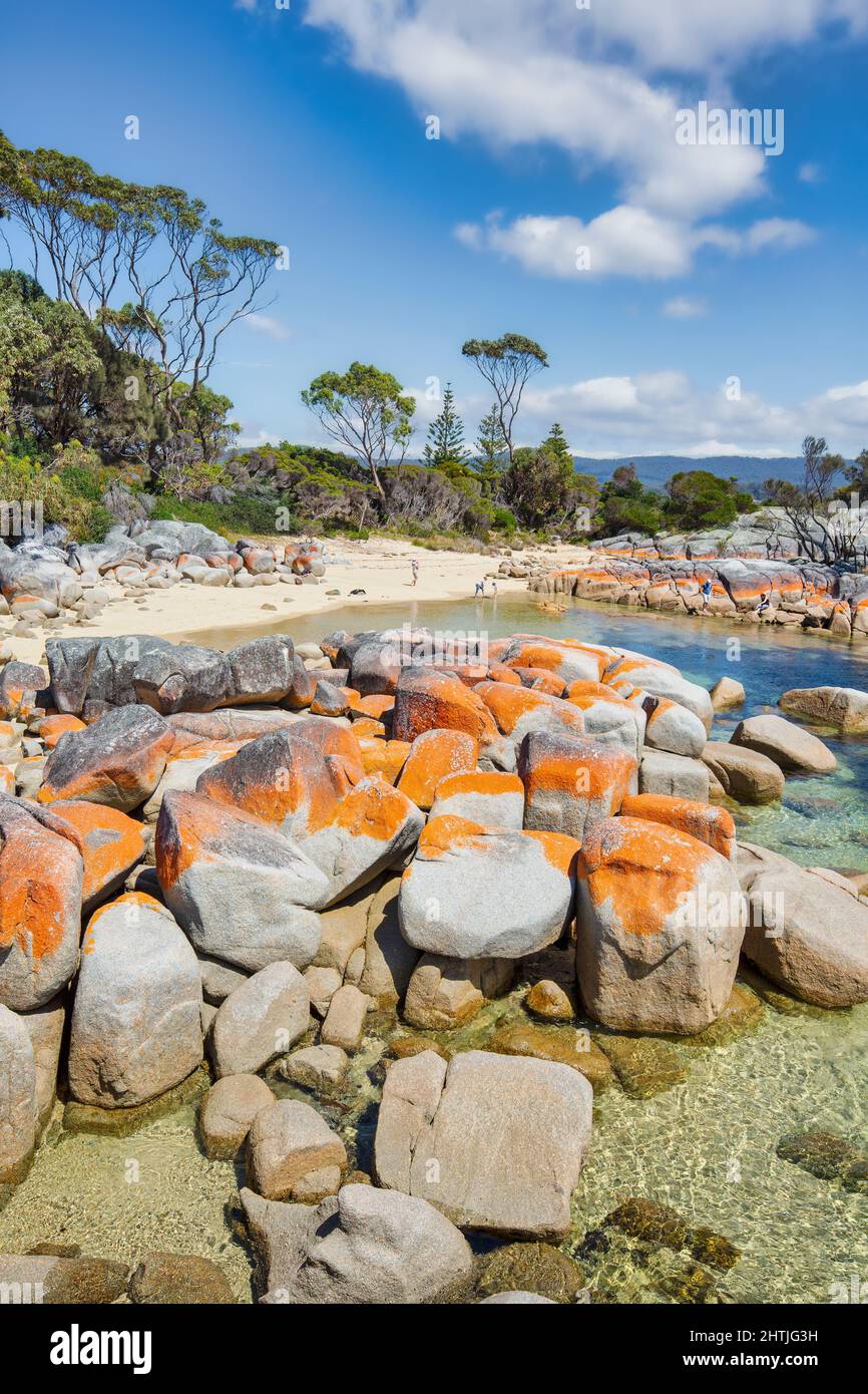 The orange crust of the lichen Caloplaca marina on rock along the shore of Binalong Bay, Tasmania, Australia.  Family enjoying beach. Stock Photo