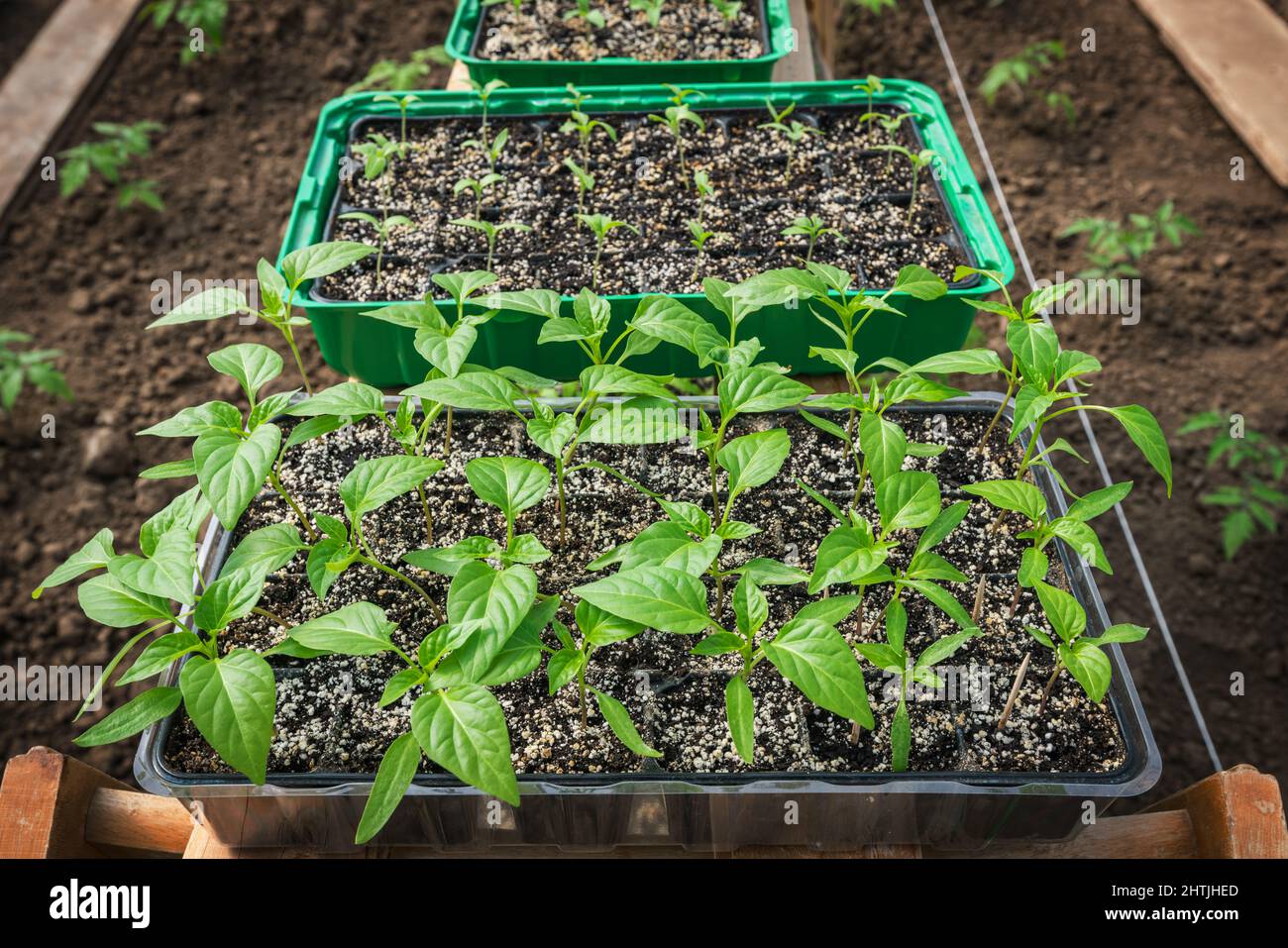Seedling leaf growth hires stock photography and images Alamy