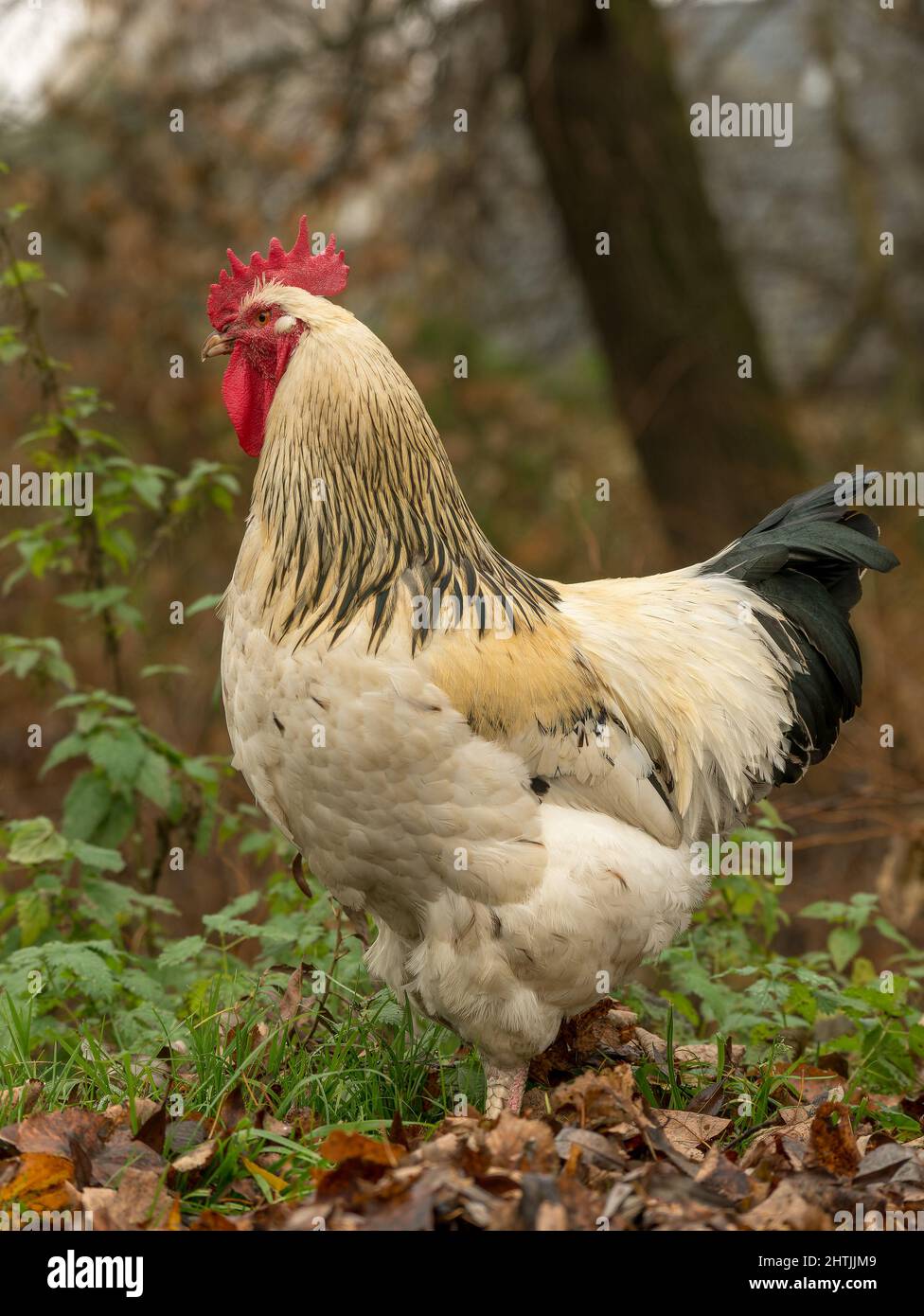 Rooster Tail Feathers in Close-up Shot · Free Stock Photo