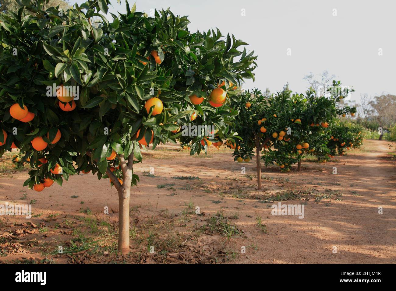 reife Orangen am Baum Stock Photo