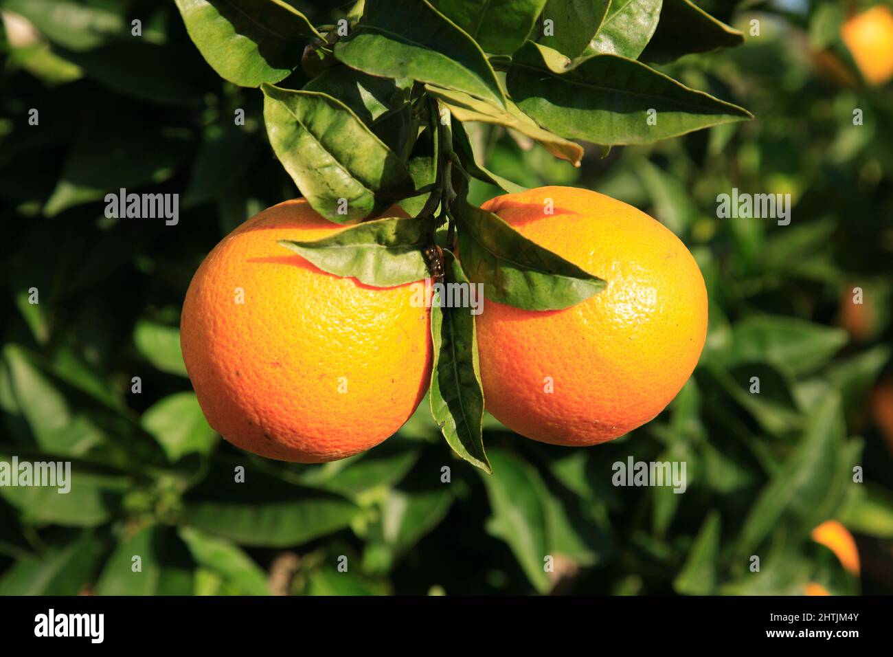 reife Orangen am Baum Stock Photo