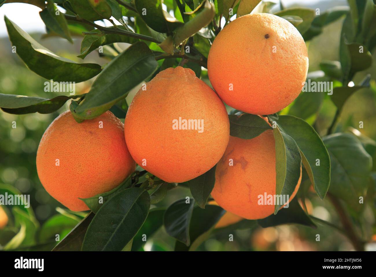 reife Orangen am Baum Stock Photo