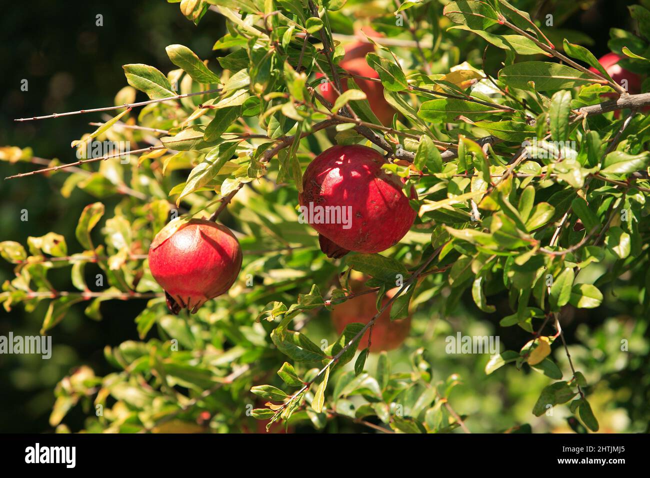 reife Granatapfel am Baum, Portugal Stock Photo