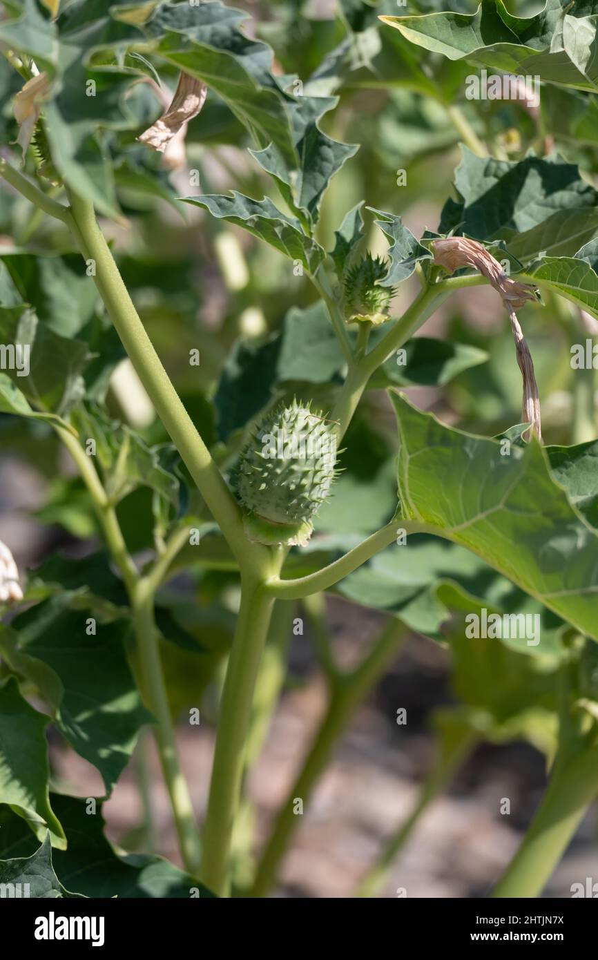 Spiky seed capsule of the trumpet shaped flower of hallucinogen plant