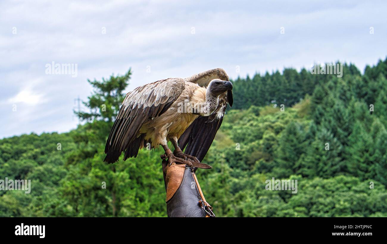 Griffon vulture on falconer's glove ready to fly in close up. Colossal large bird. The ace feeder is very impressive Stock Photo