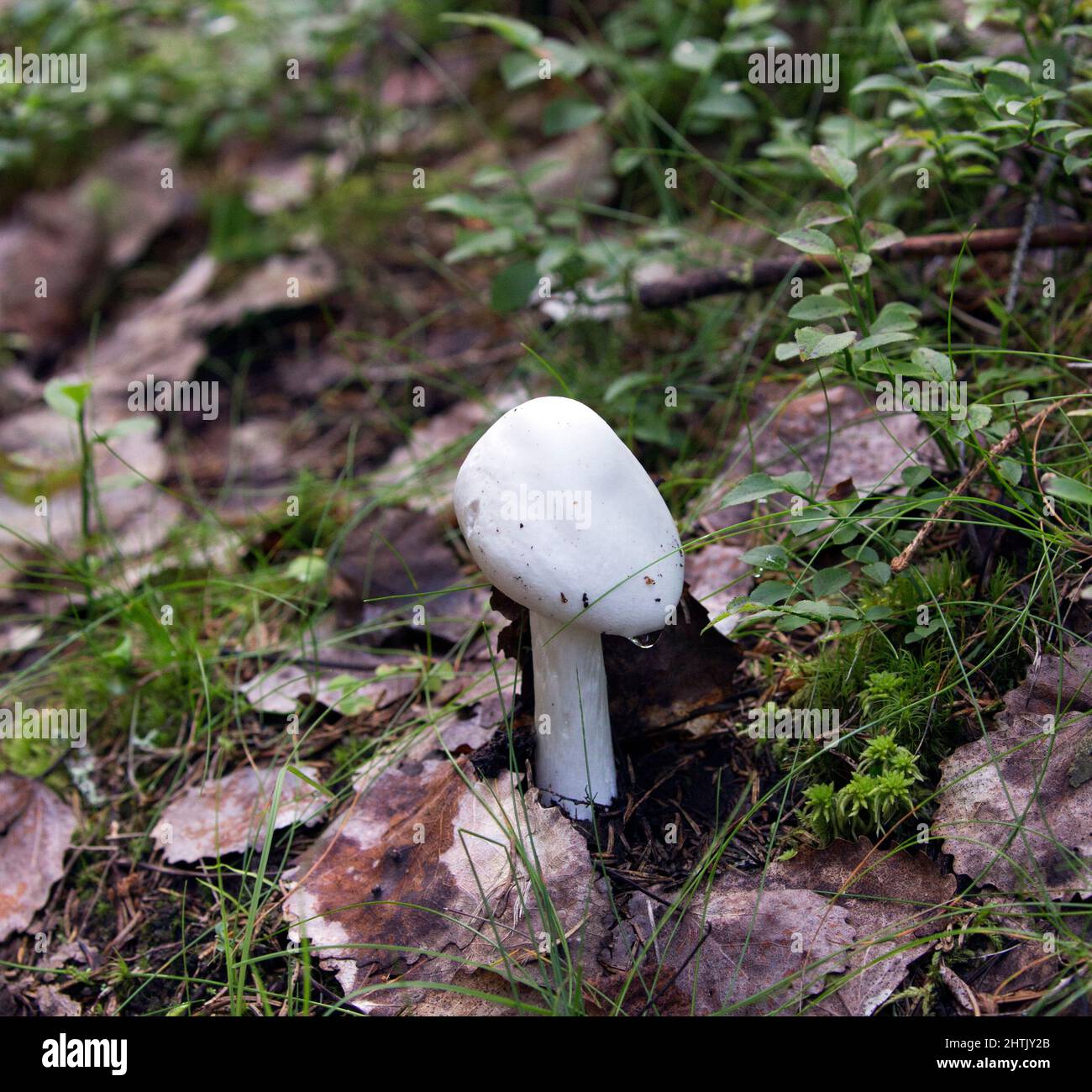 View of amanita bisporigera deadly poisonous mushroom, Finland Stock Photo