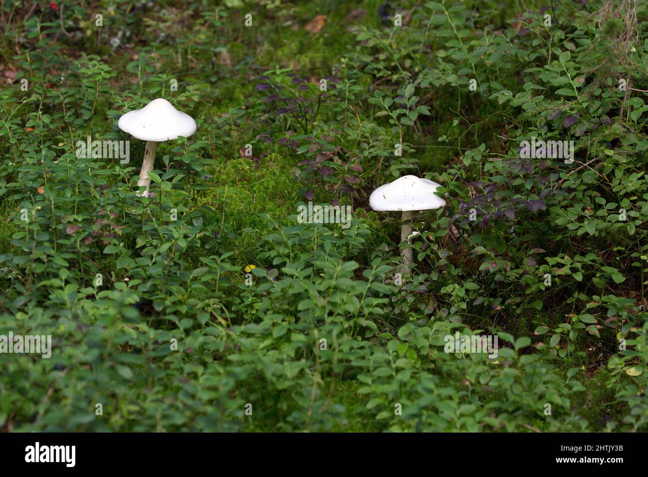 View of amanita bisporigera deadly poisonous mushroom, Finland Stock Photo