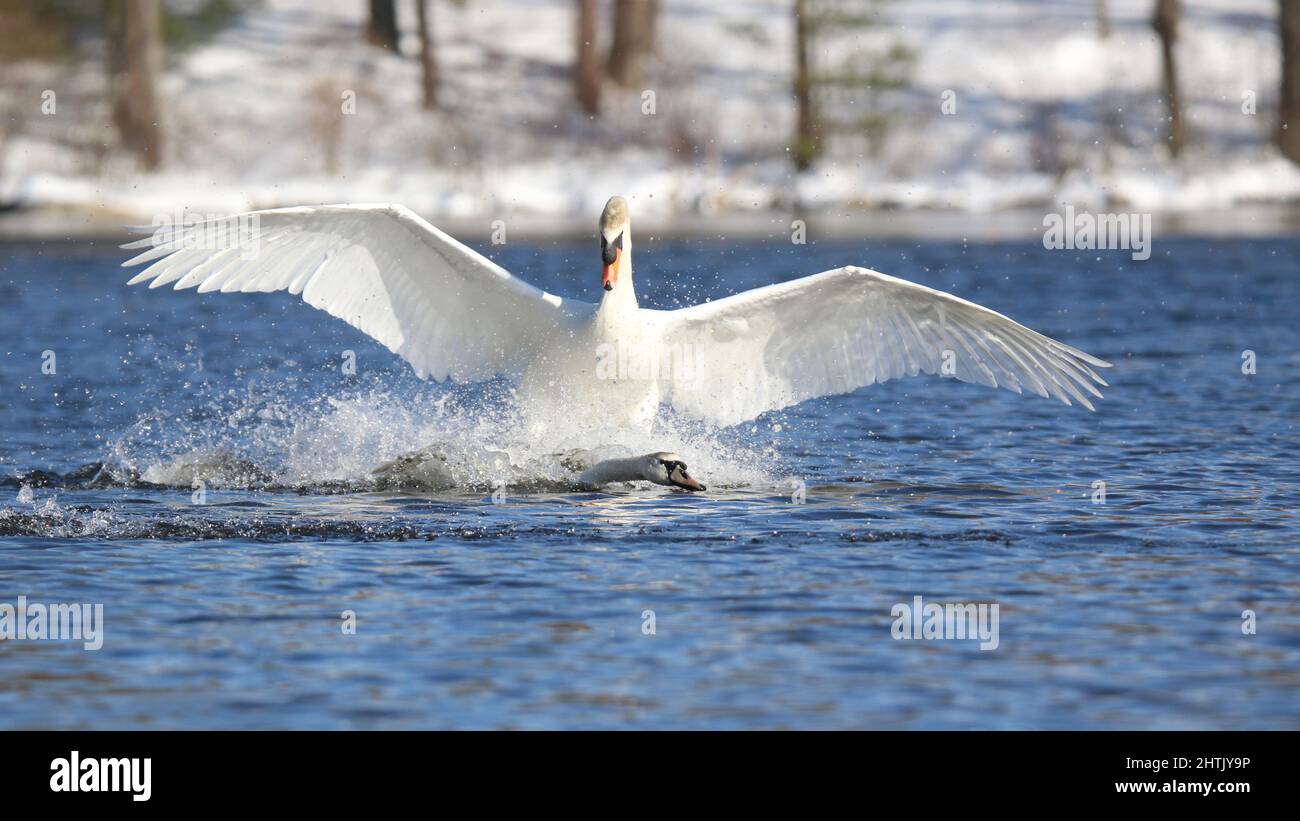 Swan aggression: Dominant Mute swan driving out a younger swan from a lake in winter Stock Photo