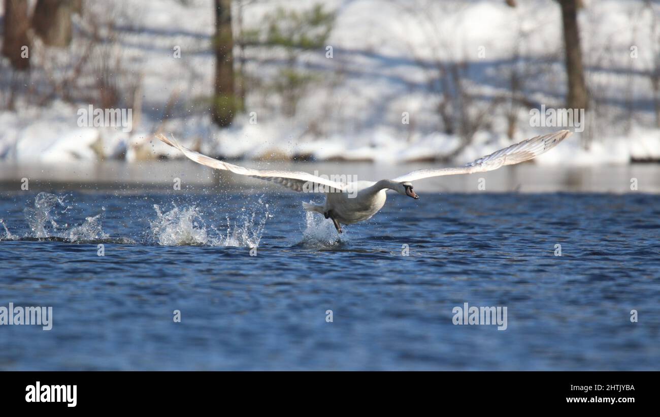 A young mute swan getting ready to take off from a lake in winter Stock Photo