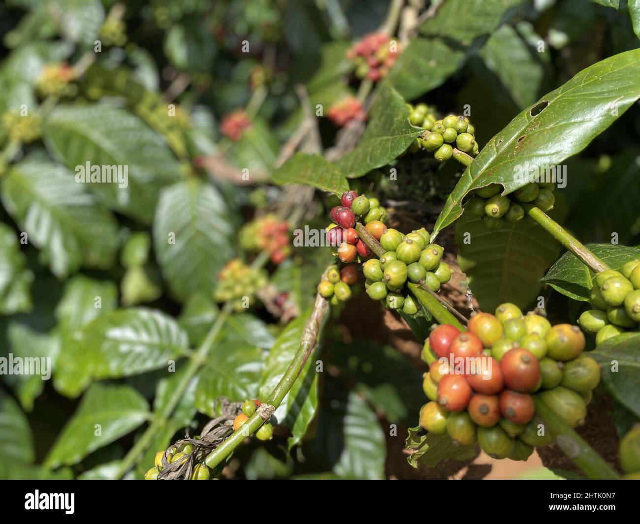 Closeup of a coffee plant with round coffee seed fruit and shiny green leaves under the warm sun