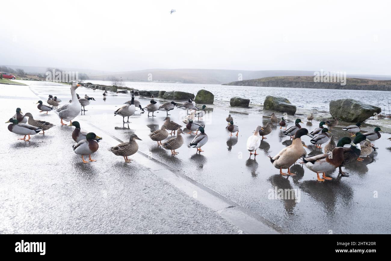 Ducks and geese, congregating together next to a resevoir on a wet stormy winters day in Yorkshire, Stock Photo