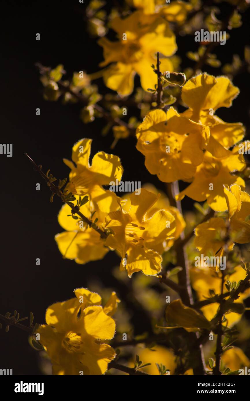 Flowers of the Karoo Gold Rhigozum obovatum Burch 14650 Stock Photo