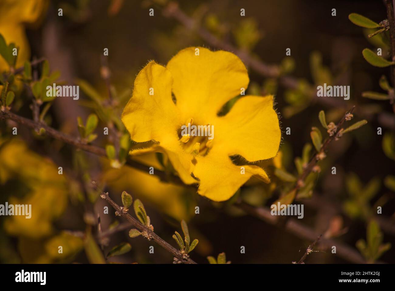 Flowers of the Karoo Gold Rhigozum obovatum Burch 14652 Stock Photo