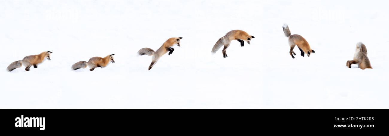 Action sequence of a fox jumping and diving into snow Stock Photo - Alamy